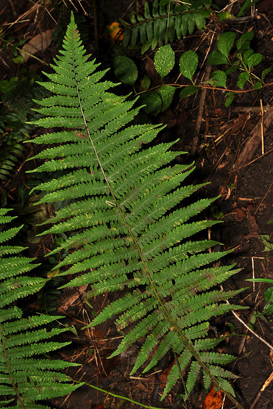 Silvery False Spleenwort