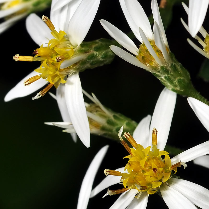 White Wood Aster