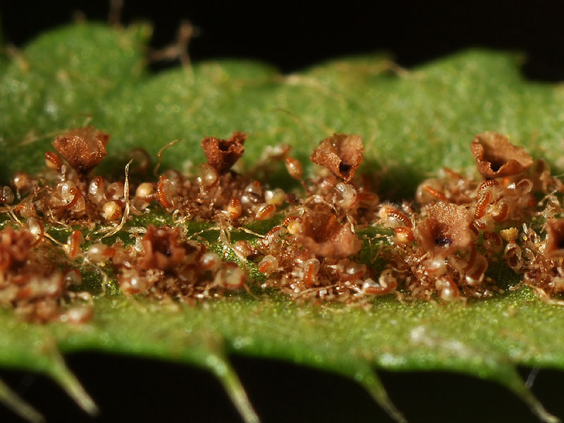 Polystichum acrostichoides