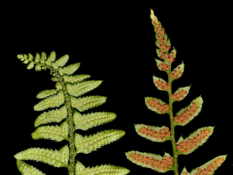 Polystichum acrostichoides