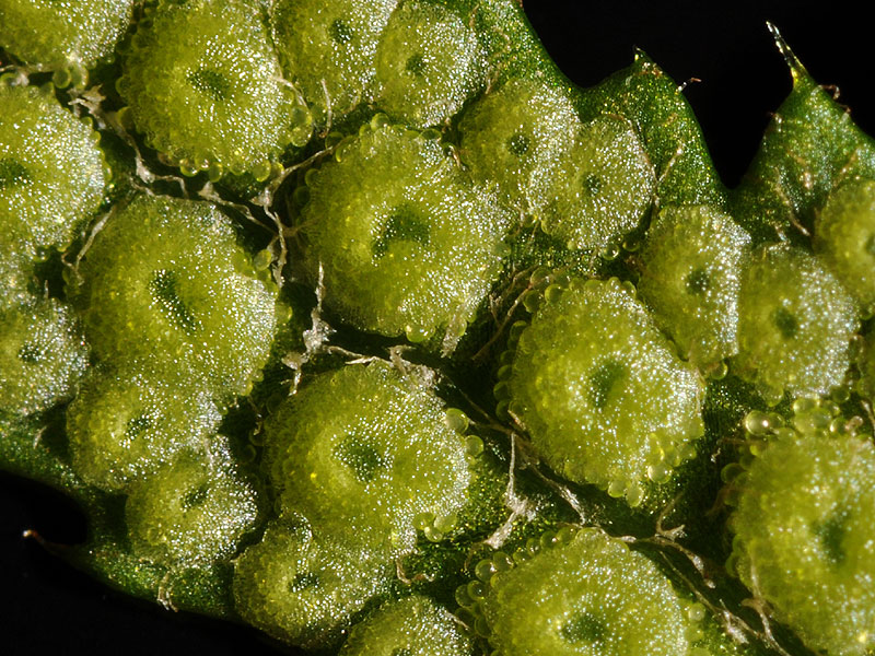 Polystichum acrostichoides