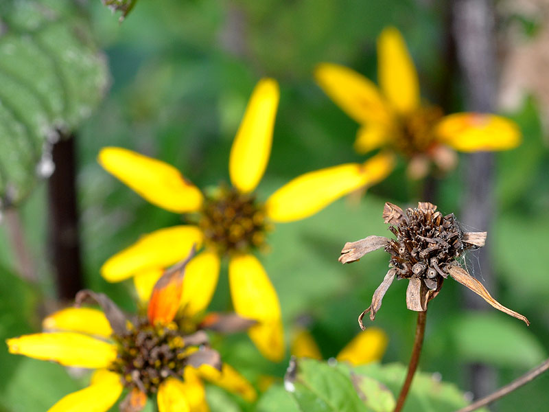 Heliopsis helianthoides var. helianthoides