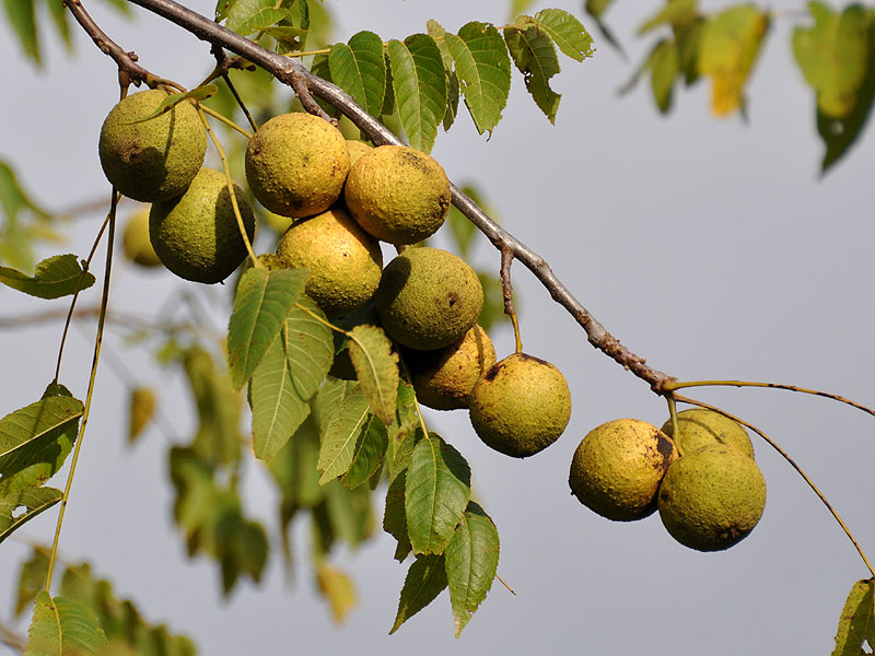 Juglans nigra