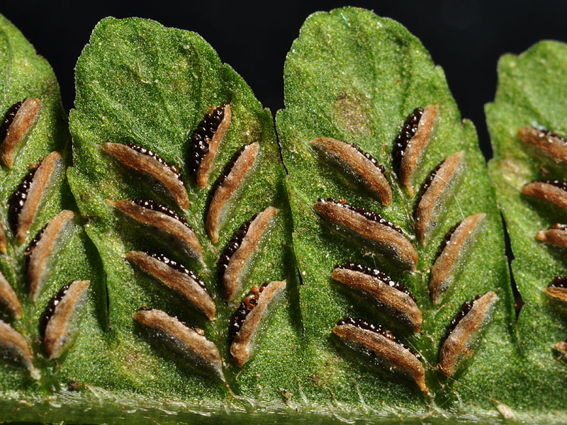 Silvery False Spleenwort