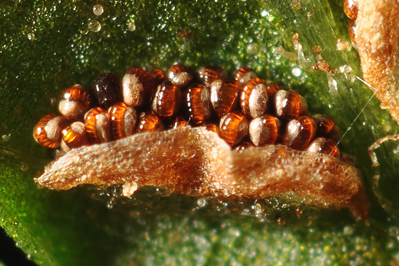 Deparia acrostichoides