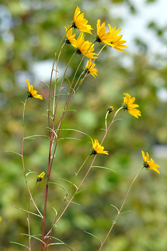 Helianthus angustifolius