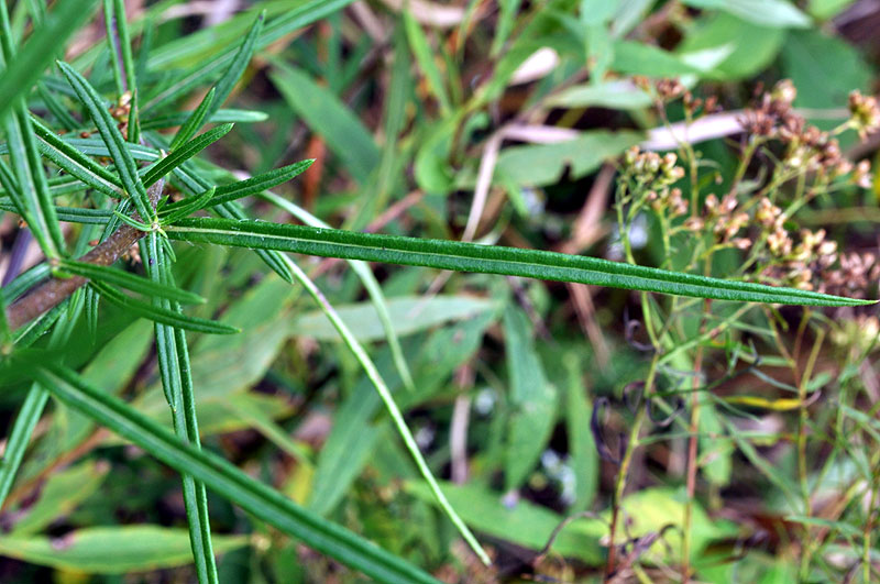 Helianthus angustifolius