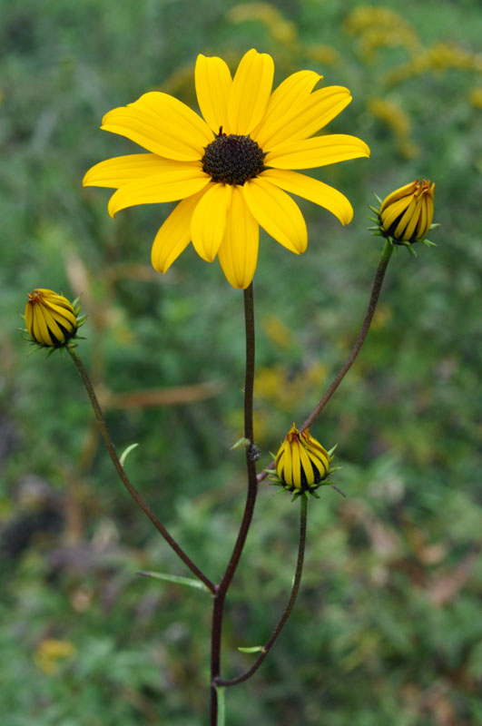 Helianthus angustifolius