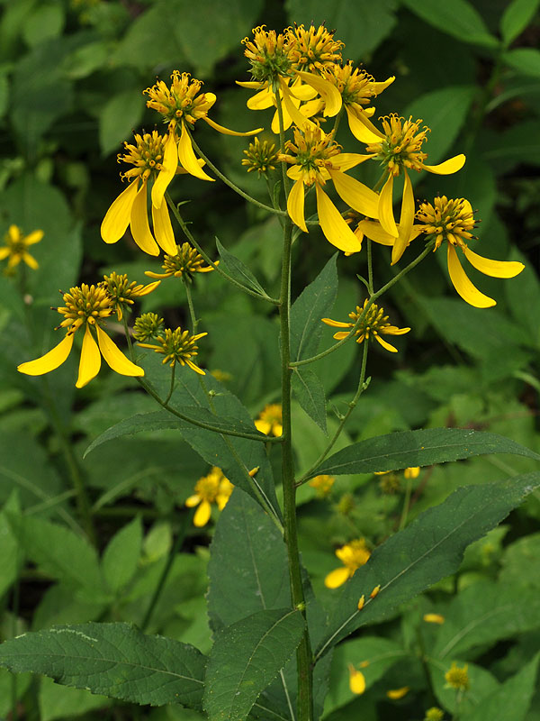 Verbesina alternifolia