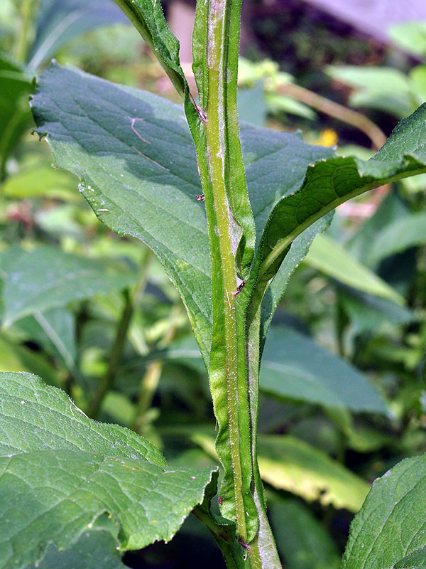 Verbesina alternifolia