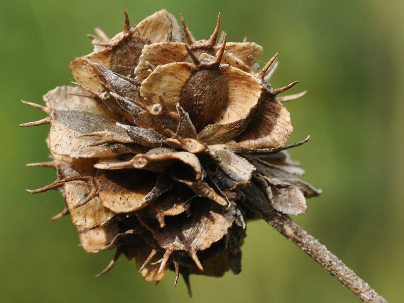 Verbesina alternifolia