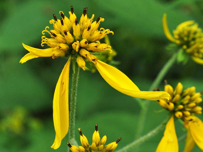 Verbesina alternifolia