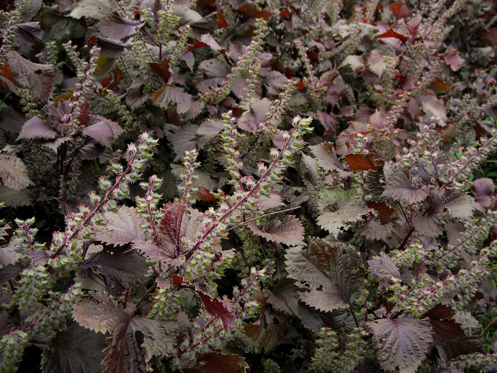 Beefsteak Plant