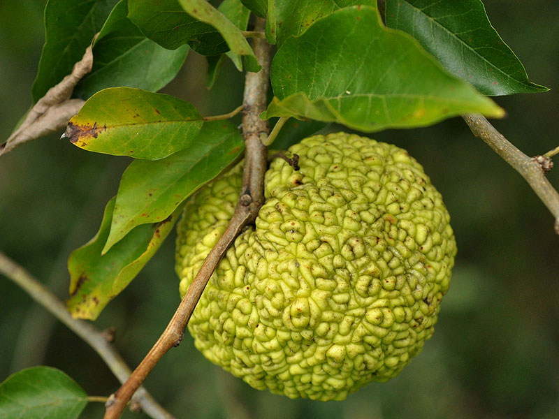 <i>Maclura pomifera</i>