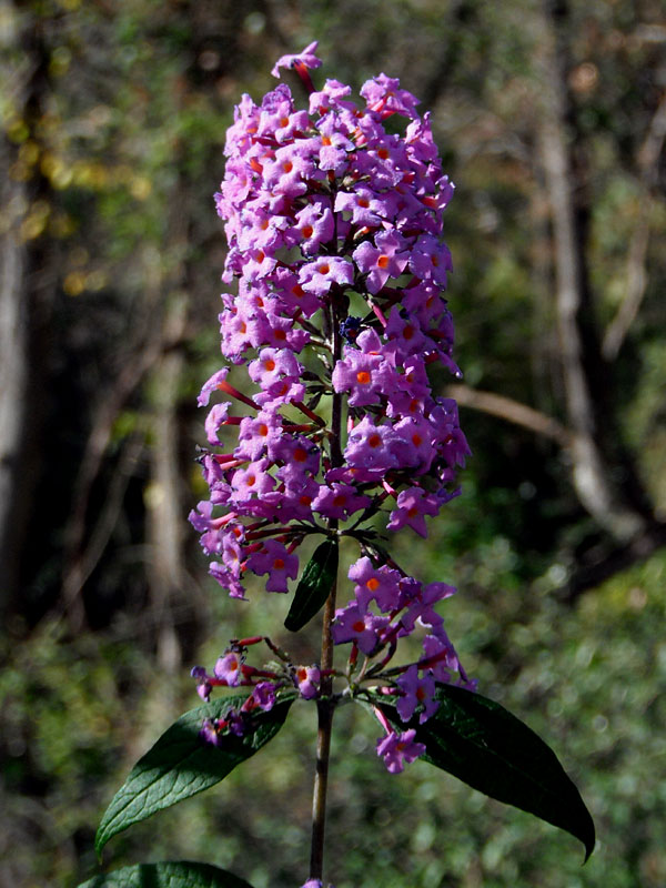 <i>Buddleja davidii</i>