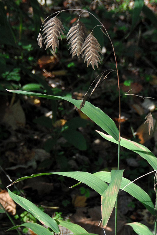 <i>Chasmanthium latifolium</i>