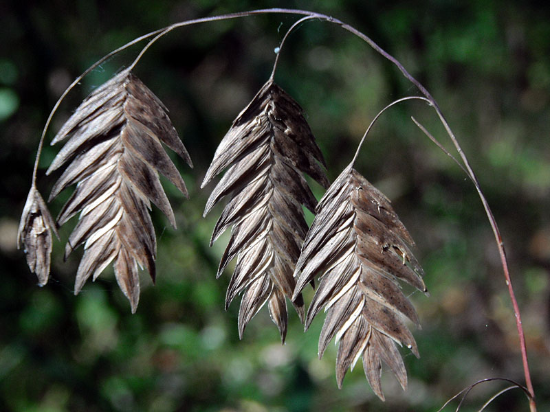 <i>Chasmanthium latifolium</i>