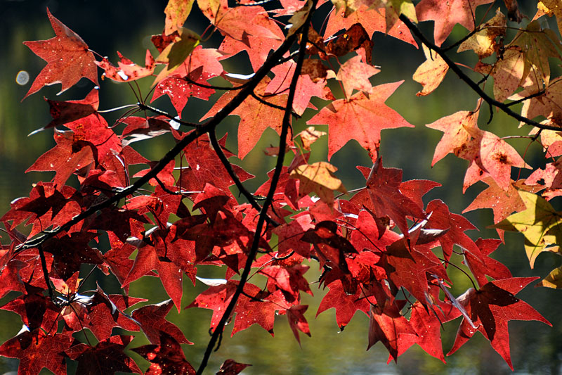 Liquidambar styraciflu... Will Smith