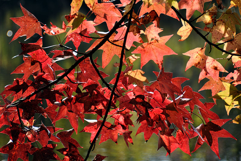 Liquidambar styraciflua