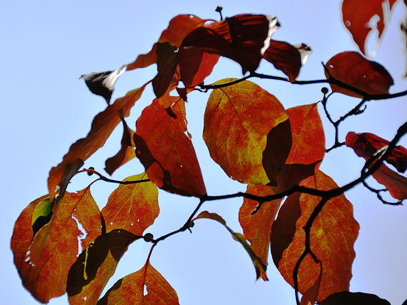 <i>Cornus florida</i>