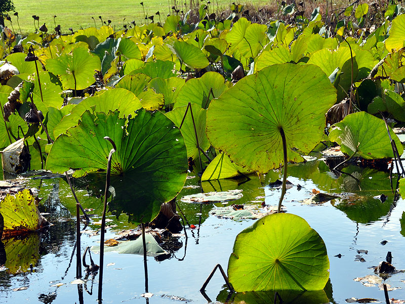 Nelumbo lutea