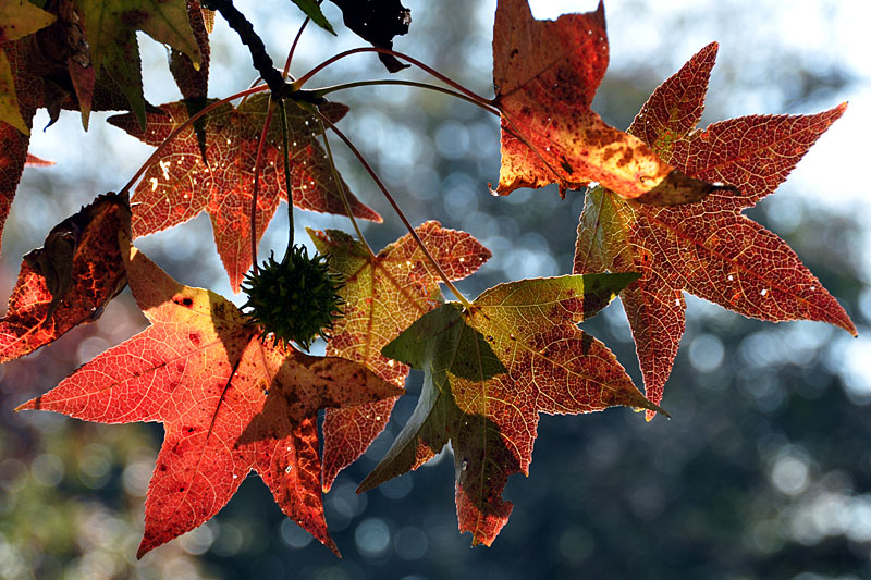 Liquidambar styraciflua