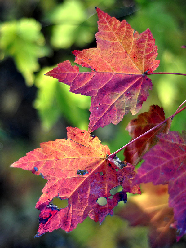 Acer rubrum var. rubrum