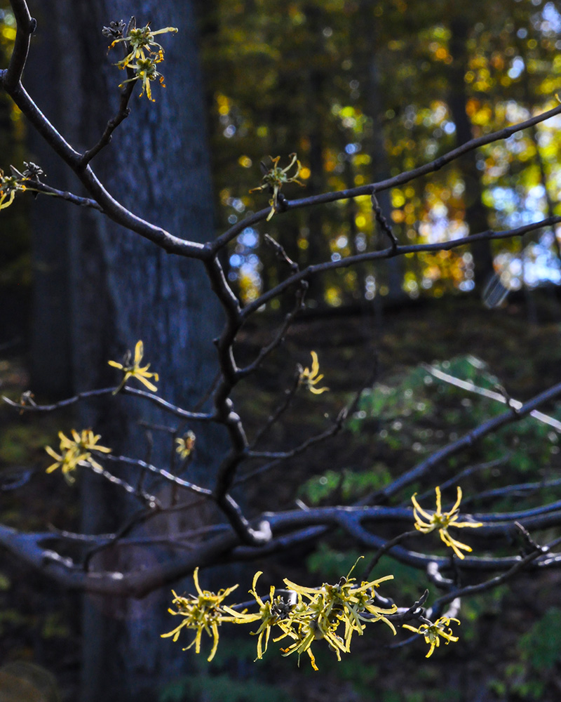 Hamamelis virginiana var. virginiana