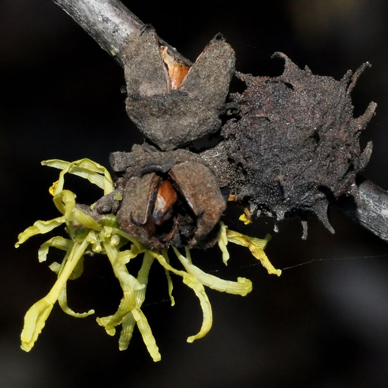 Hamamelis virginiana var. virginiana