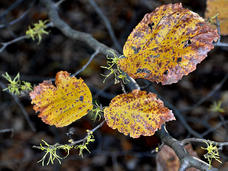 Hamamelis virginiana var. virginiana