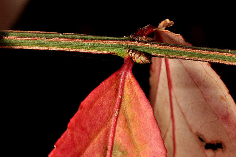 Winged Euonymus