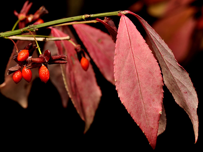 Winged Euonymus