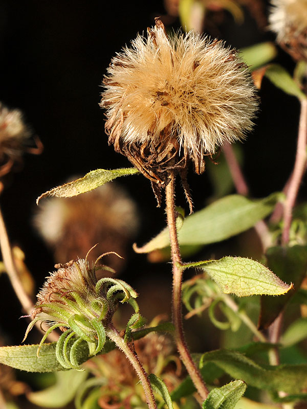 Symphyotrichum novae-angliae