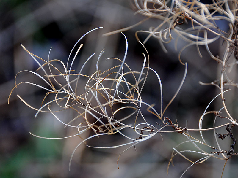 Epilobium coloratum