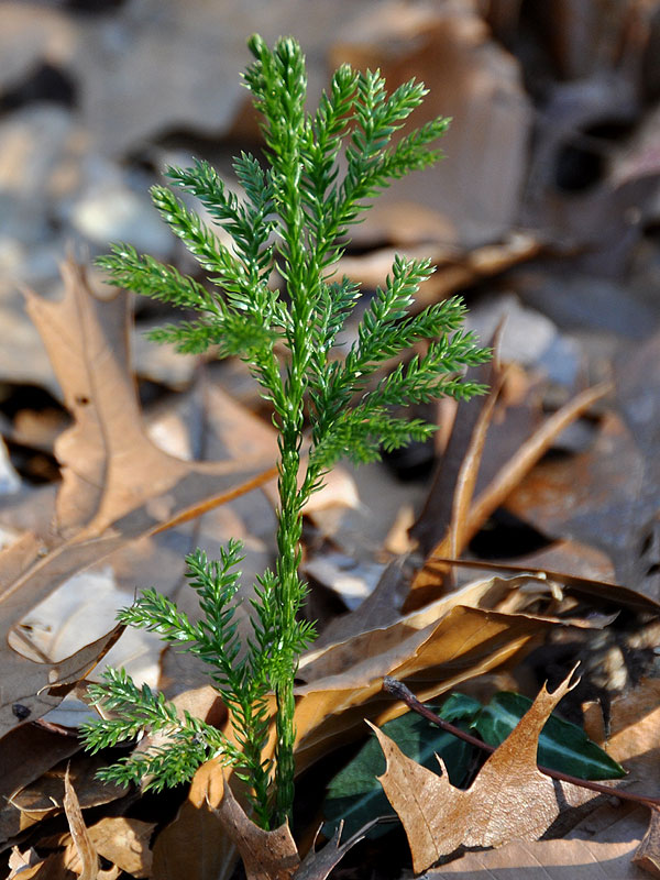 <i>Dendrolycopodium obscurum</i>