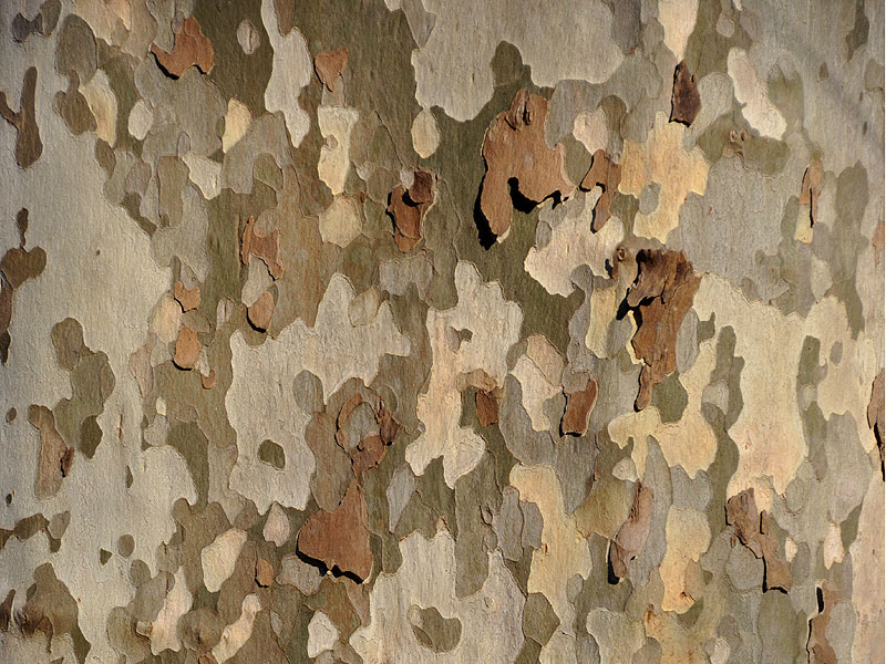 Sycamore