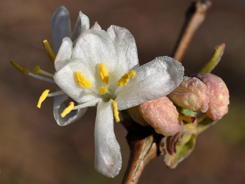 <i>Lonicera fragrantissima</i>