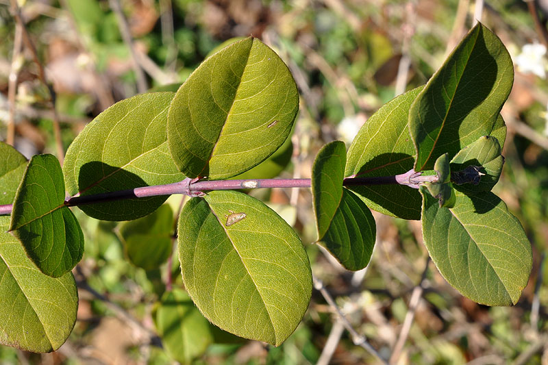 <i>Lonicera fragrantissima</i>
