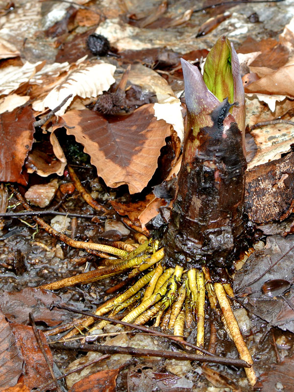 Symplocarpus foetidus