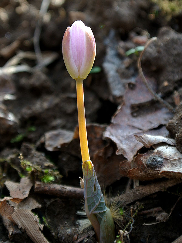 Sanguinaria canadensis