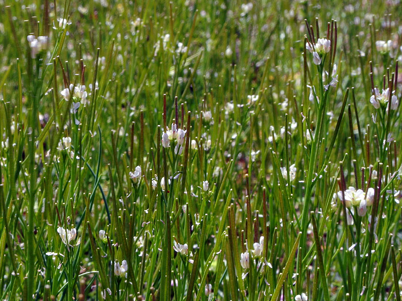 Cardamine hirsuta