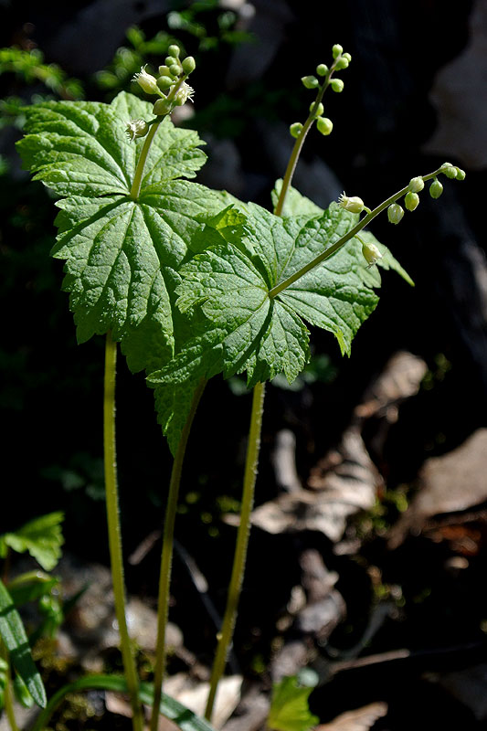 Mitella diphylla