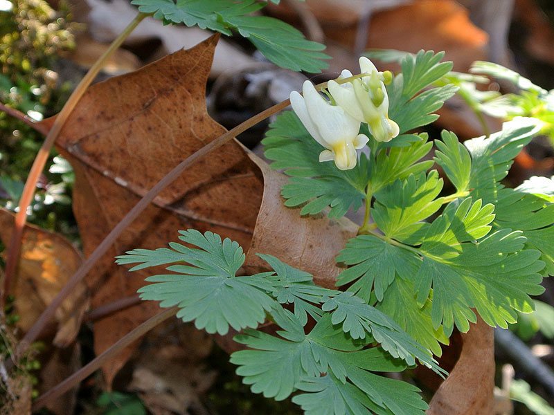 Dicentra cucullaria