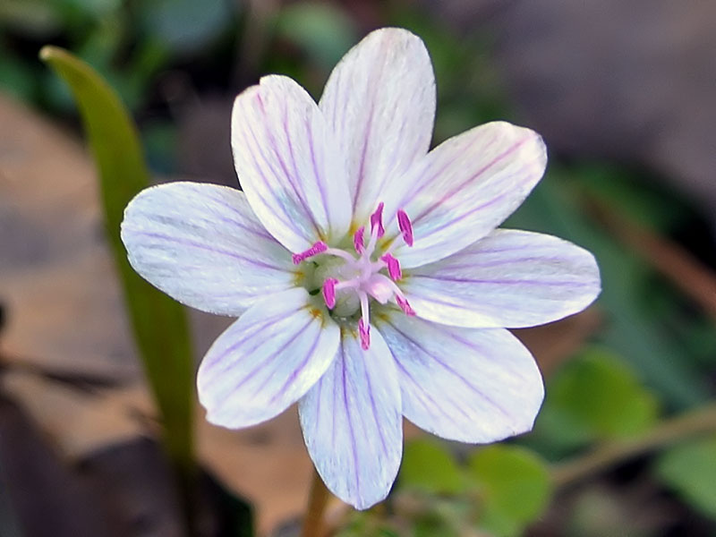 Claytonia virginica var. virginica