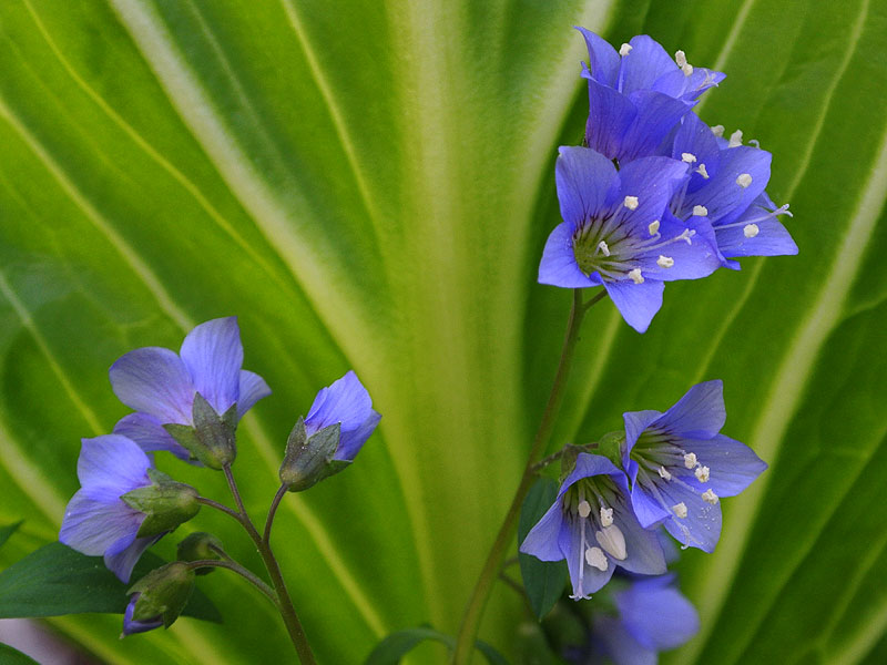 Greek Valerian