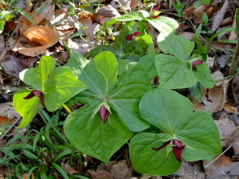 Trillium erectum