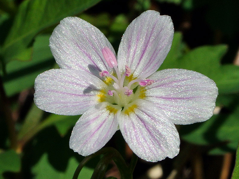 Claytonia virginica var. virginica