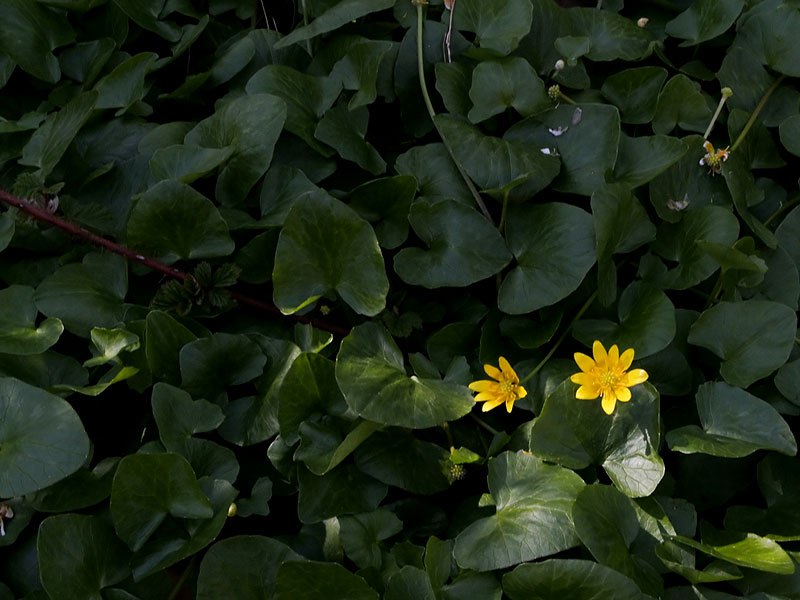 Lesser Celandine