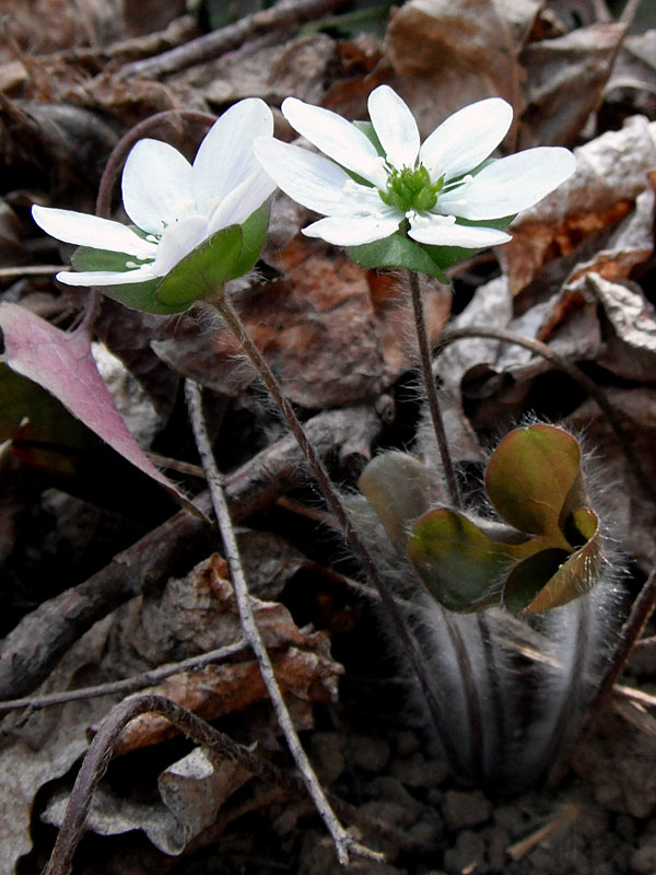 Roundlobed Hepatica