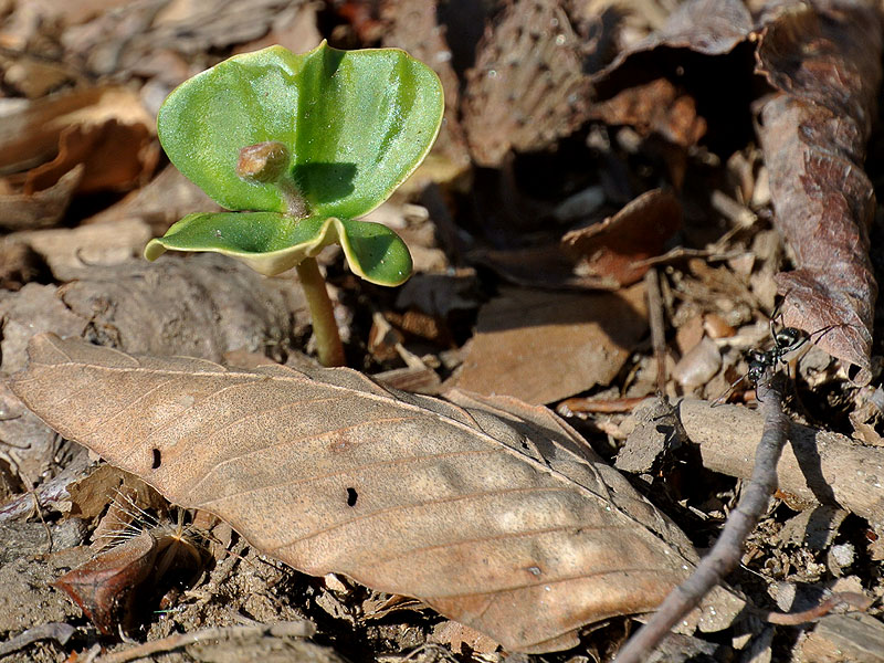 Fagus grandifolia